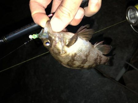 連日メバリング