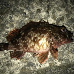 夜釣りなのに。