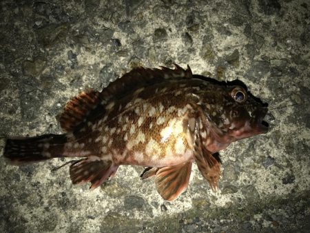 夜釣りなのに。