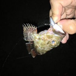 泉南ライトゲーム