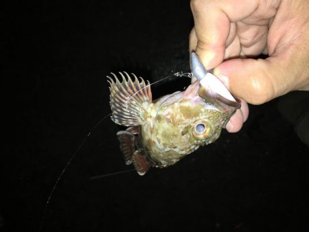 泉南ライトゲーム