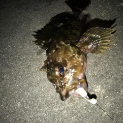 今年は相性が悪い？