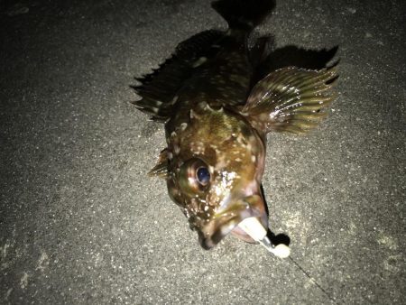 今年は相性が悪い？