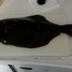 アオリイカ狙いでヒラメ