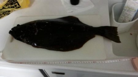 アオリイカ狙いでヒラメ