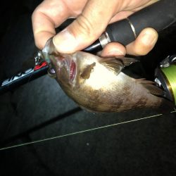 雨の合間のメバリング