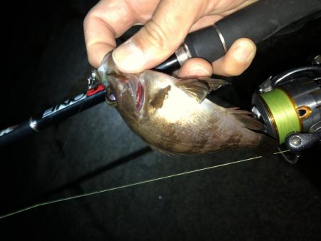 雨の合間のメバリング