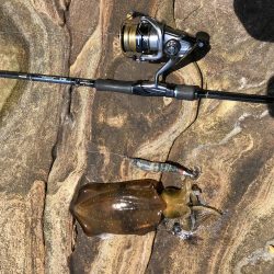 春イカエギング