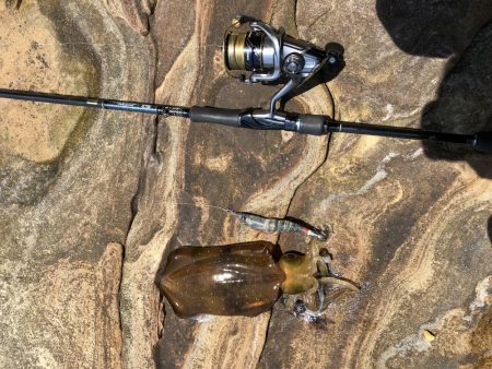 春イカエギング