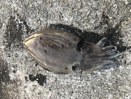 夕まずめエギング 7戦5勝