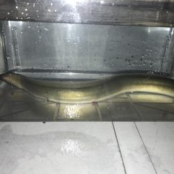 のんびりうなぎ釣り