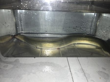 のんびりうなぎ釣り