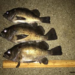 儚き夢 尺を求めて