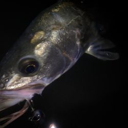 サーフシーバス