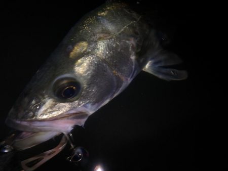 サーフシーバス