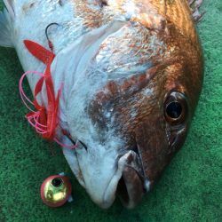 明石海峡 鯛ラバ好調
