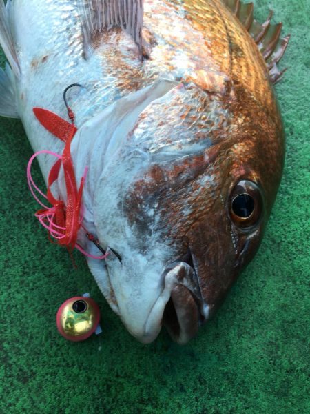 明石海峡 鯛ラバ好調