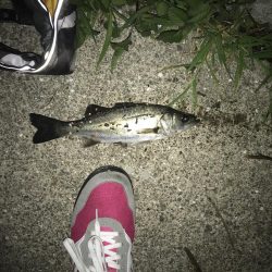 ラストバチパターン