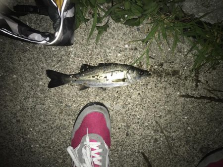 ラストバチパターン