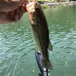 一匹釣って急用で撤収