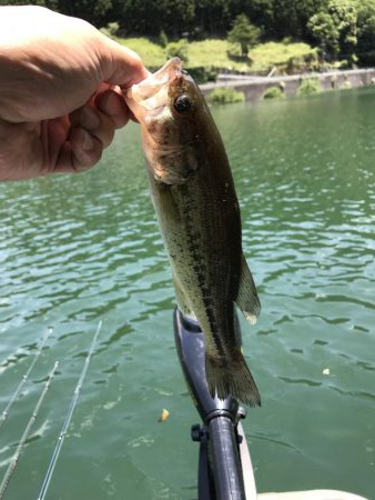 一匹釣って急用で撤収