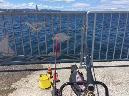 小鯖の飲ませ釣り