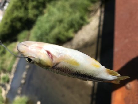 天神川スプーン調査