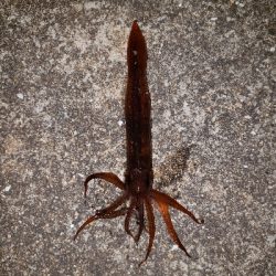 ヤリイカを釣りに…