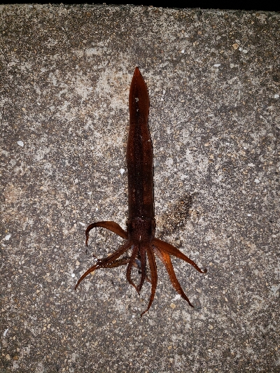 ヤリイカを釣りに…