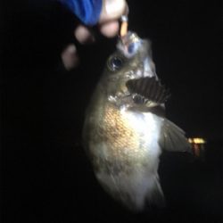 アジは無くとも20cm超え