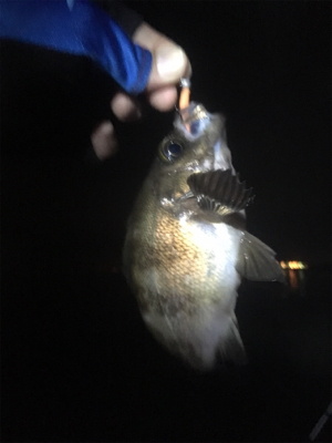 アジは無くとも20cm超え