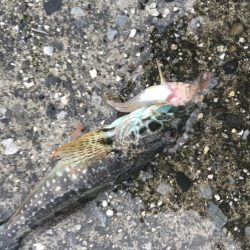 あいにくの雨です