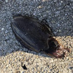 夕まずめエギング！8戦6勝