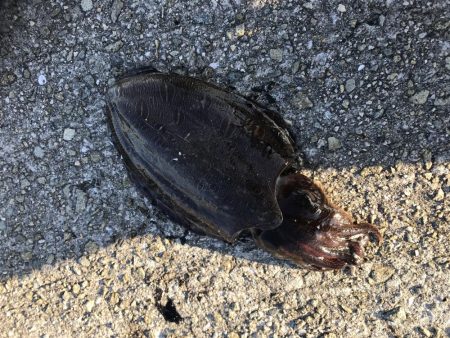 夕まずめエギング！8戦6勝