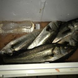 船の科学館 フッコ×5