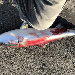 メータージャストブリ