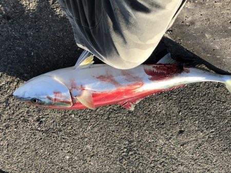 メータージャストブリ