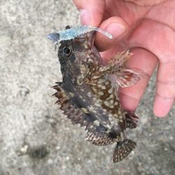 メバルは何処へ？