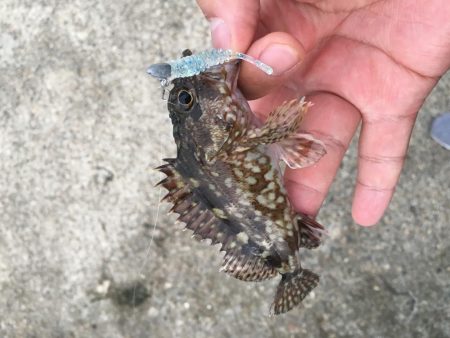 メバルは何処へ？