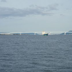 青物襲来。ボイル多数