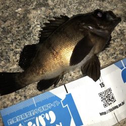 梅雨メバルフィーバー中。