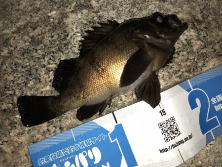 梅雨メバルフィーバー中。