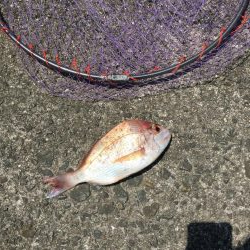 雨後の波止釣り