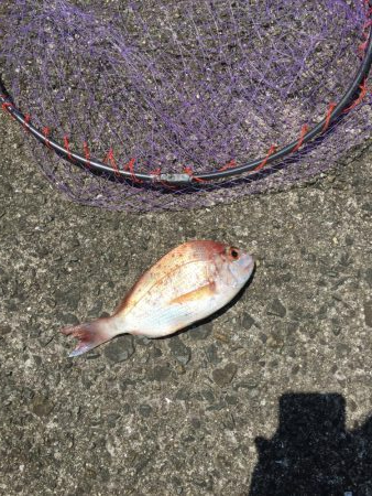 雨後の波止釣り