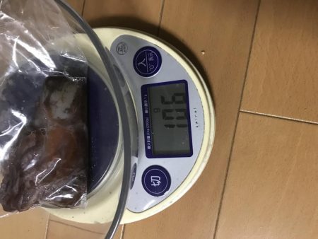 今年はタコが不調(T-T)