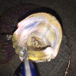 初バチ抜けシーバス