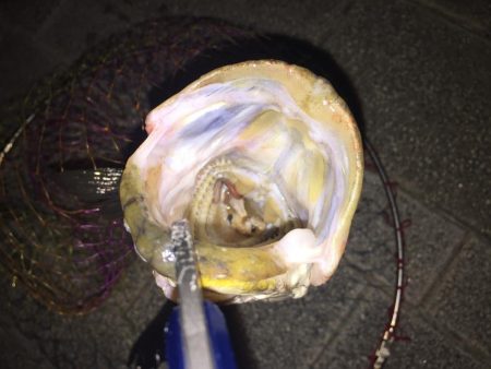 初バチ抜けシーバス