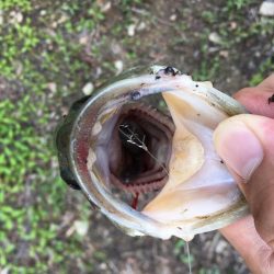 ゲーリーヤマモト最強⁉︎