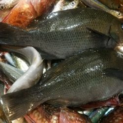 イワシ釣り ~水潮気味だがイイ感じ~