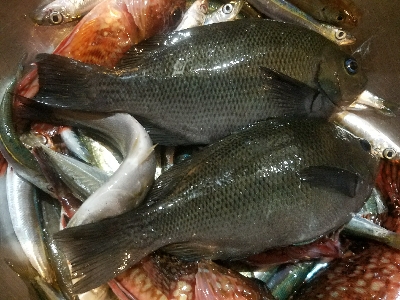 イワシ釣り ~水潮気味だがイイ感じ~